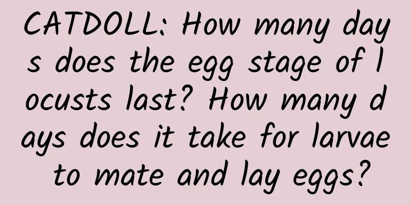 CATDOLL: How many days does the egg stage of locusts last? How many days does it take for larvae to mate and lay eggs?