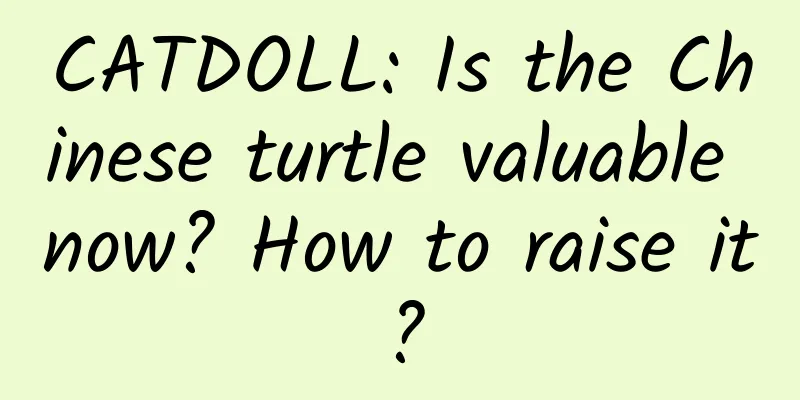 CATDOLL: Is the Chinese turtle valuable now? How to raise it?