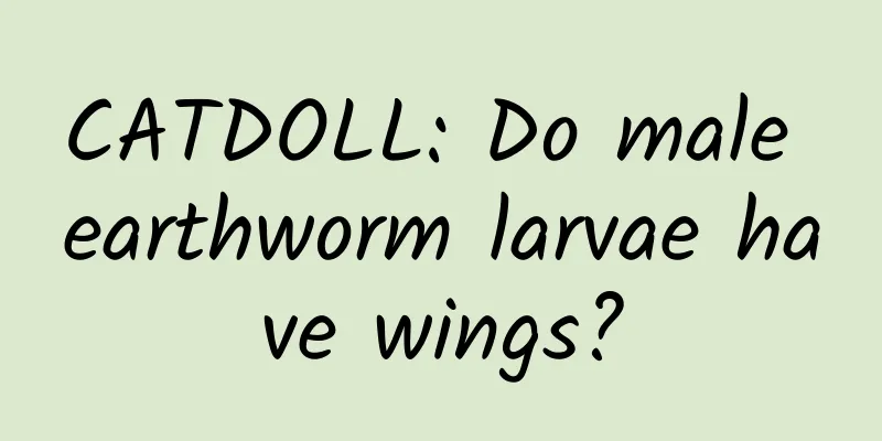 CATDOLL: Do male earthworm larvae have wings?