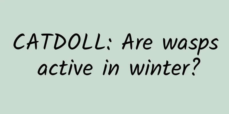 CATDOLL: Are wasps active in winter?