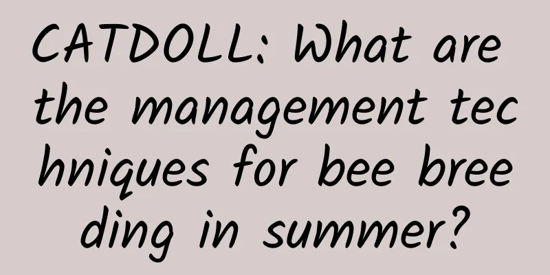 CATDOLL: What are the management techniques for bee breeding in summer?