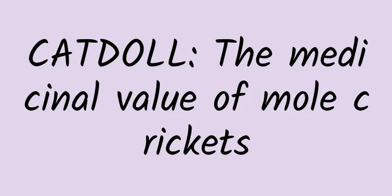CATDOLL: The medicinal value of mole crickets
