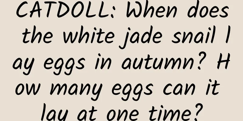 CATDOLL: When does the white jade snail lay eggs in autumn? How many eggs can it lay at one time?