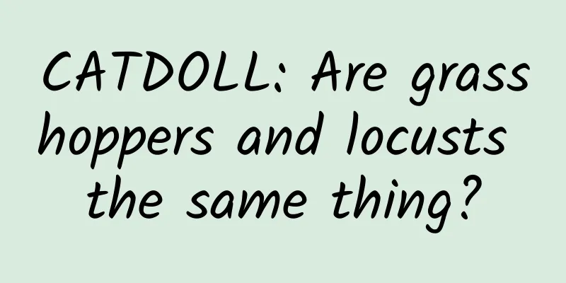 CATDOLL: Are grasshoppers and locusts the same thing?