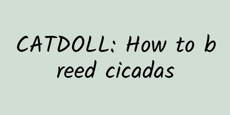 CATDOLL: How to breed cicadas