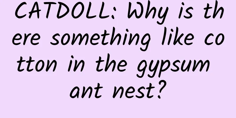 CATDOLL: Why is there something like cotton in the gypsum ant nest?