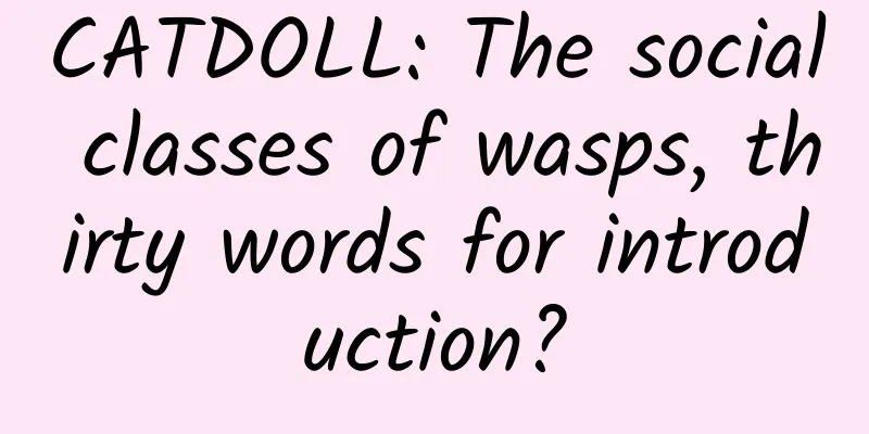 CATDOLL: The social classes of wasps, thirty words for introduction?
