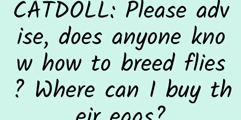 CATDOLL: Please advise, does anyone know how to breed flies? Where can I buy their eggs?