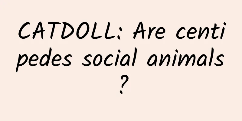CATDOLL: Are centipedes social animals?