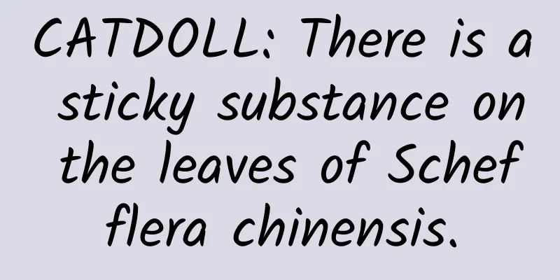 CATDOLL: There is a sticky substance on the leaves of Schefflera chinensis.