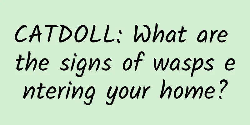 CATDOLL: What are the signs of wasps entering your home?