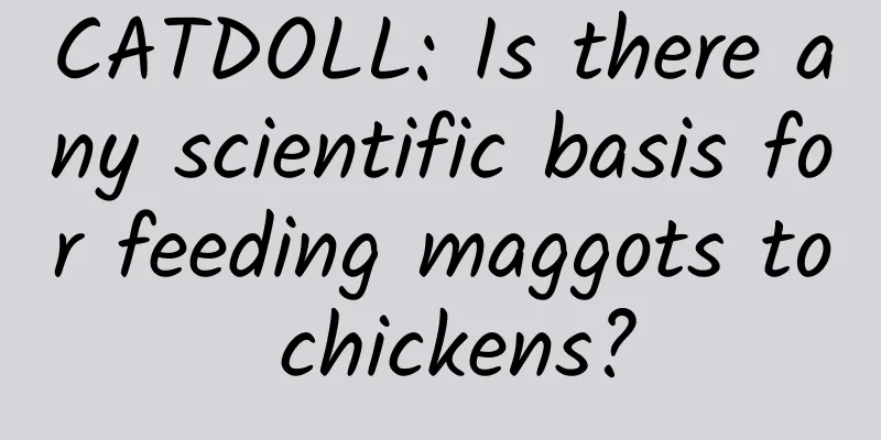 CATDOLL: Is there any scientific basis for feeding maggots to chickens?