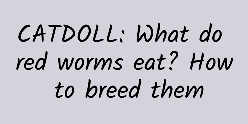 CATDOLL: What do red worms eat? How to breed them
