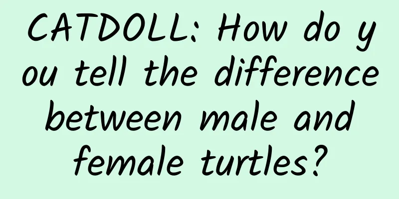 CATDOLL: How do you tell the difference between male and female turtles?