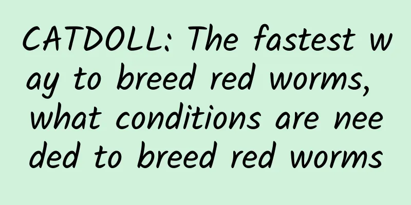 CATDOLL: The fastest way to breed red worms, what conditions are needed to breed red worms