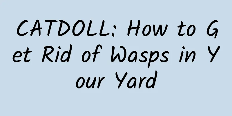 CATDOLL: How to Get Rid of Wasps in Your Yard