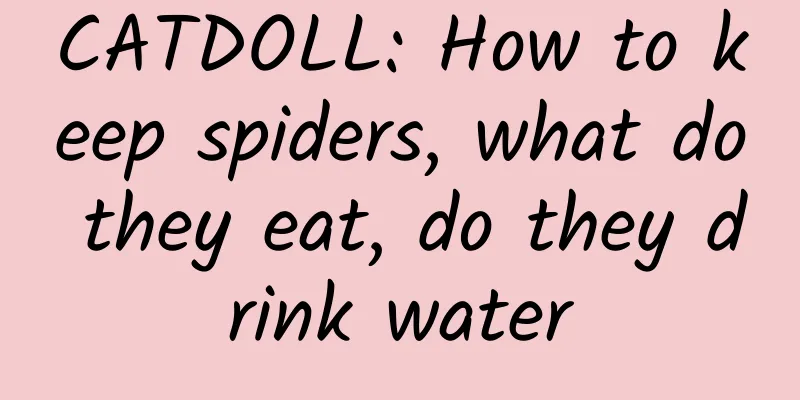 CATDOLL: How to keep spiders, what do they eat, do they drink water