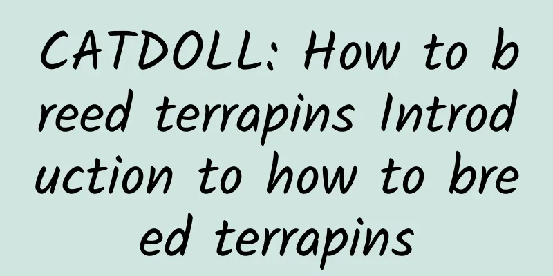 CATDOLL: How to breed terrapins Introduction to how to breed terrapins