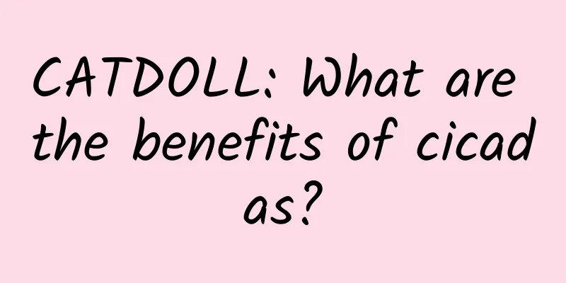 CATDOLL: What are the benefits of cicadas?