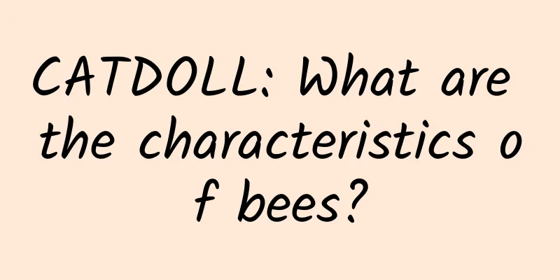 CATDOLL: What are the characteristics of bees?