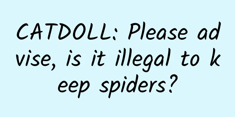CATDOLL: Please advise, is it illegal to keep spiders?