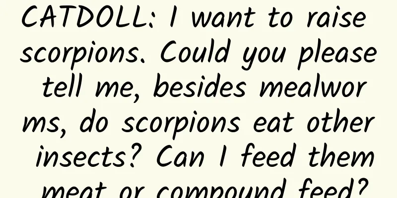 CATDOLL: I want to raise scorpions. Could you please tell me, besides mealworms, do scorpions eat other insects? Can I feed them meat or compound feed?