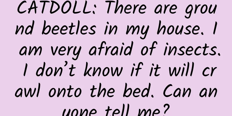 CATDOLL: There are ground beetles in my house. I am very afraid of insects. I don’t know if it will crawl onto the bed. Can anyone tell me?
