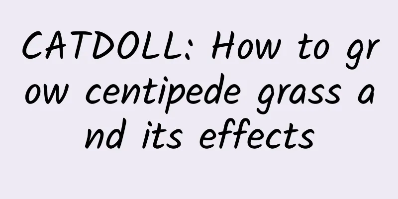 CATDOLL: How to grow centipede grass and its effects