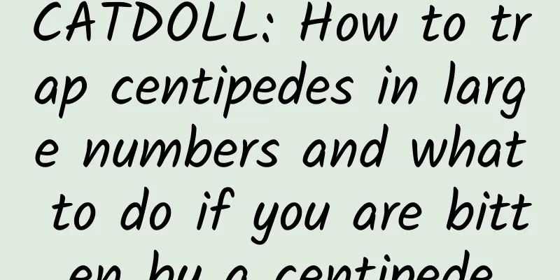 CATDOLL: How to trap centipedes in large numbers and what to do if you are bitten by a centipede