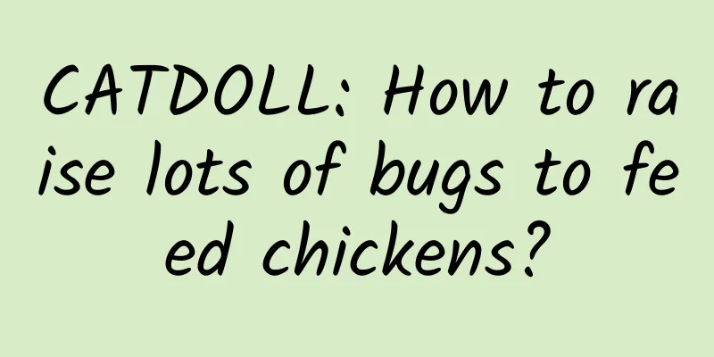 CATDOLL: How to raise lots of bugs to feed chickens?