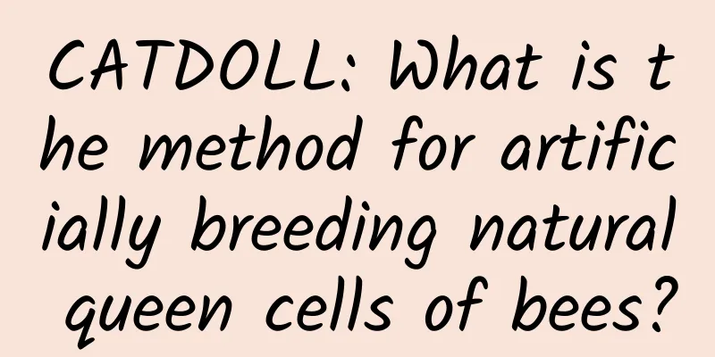 CATDOLL: What is the method for artificially breeding natural queen cells of bees?