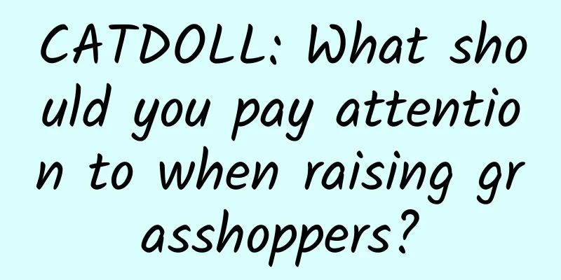 CATDOLL: What should you pay attention to when raising grasshoppers?