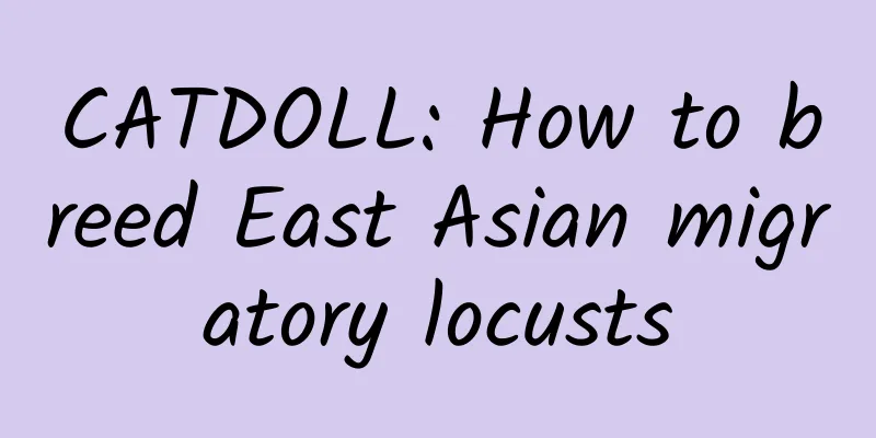 CATDOLL: How to breed East Asian migratory locusts