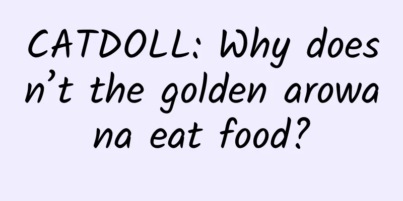 CATDOLL: Why doesn’t the golden arowana eat food?