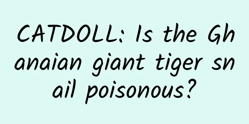 CATDOLL: Is the Ghanaian giant tiger snail poisonous?