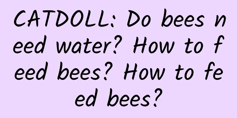 CATDOLL: Do bees need water? How to feed bees? How to feed bees?