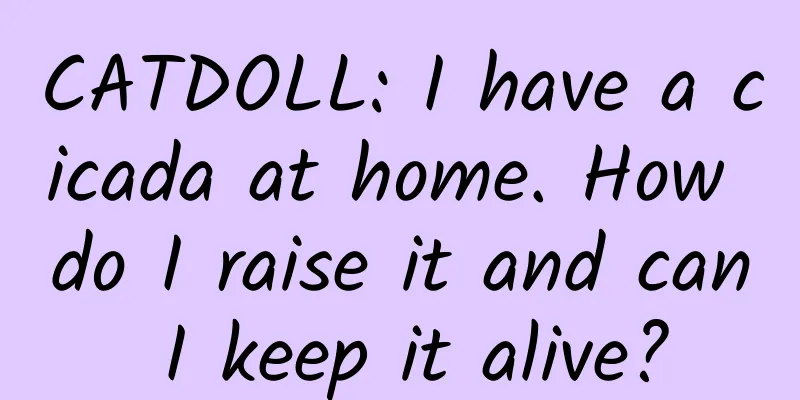 CATDOLL: I have a cicada at home. How do I raise it and can I keep it alive?