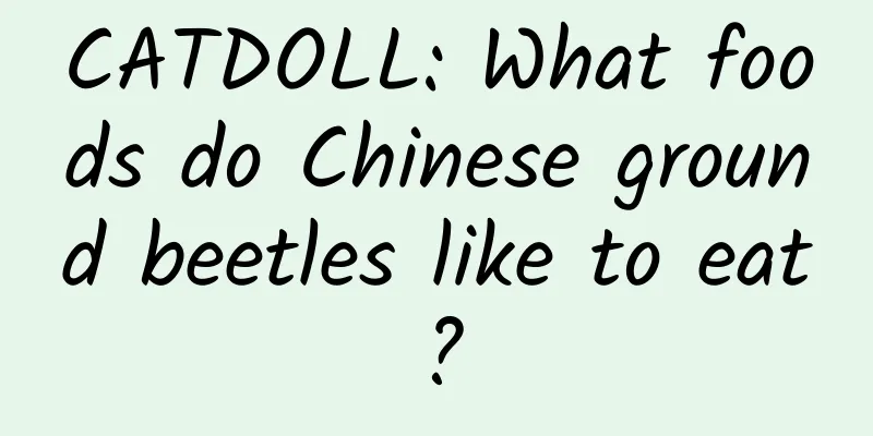 CATDOLL: What foods do Chinese ground beetles like to eat?