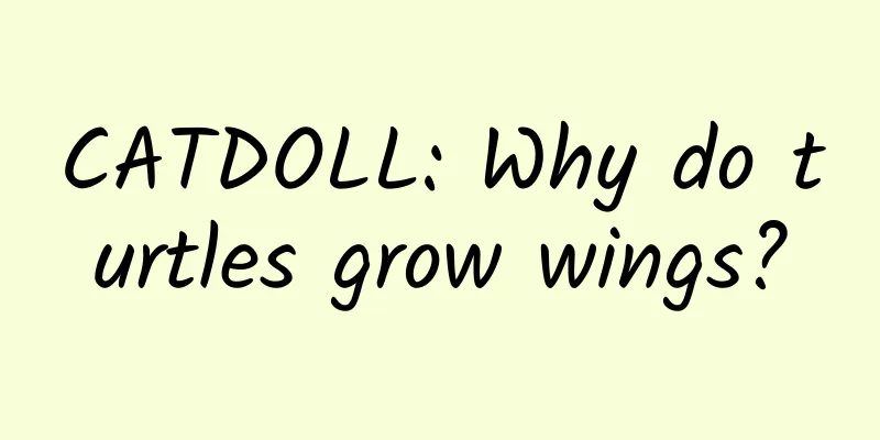 CATDOLL: Why do turtles grow wings?