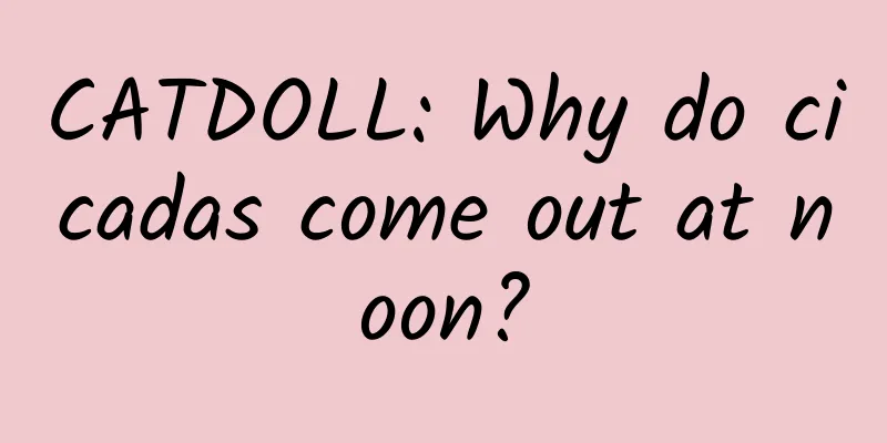 CATDOLL: Why do cicadas come out at noon?