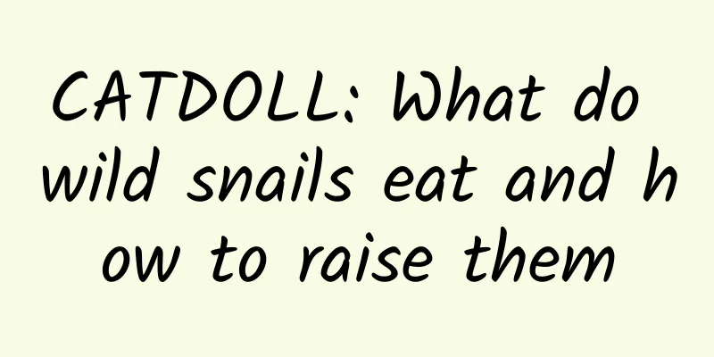 CATDOLL: What do wild snails eat and how to raise them