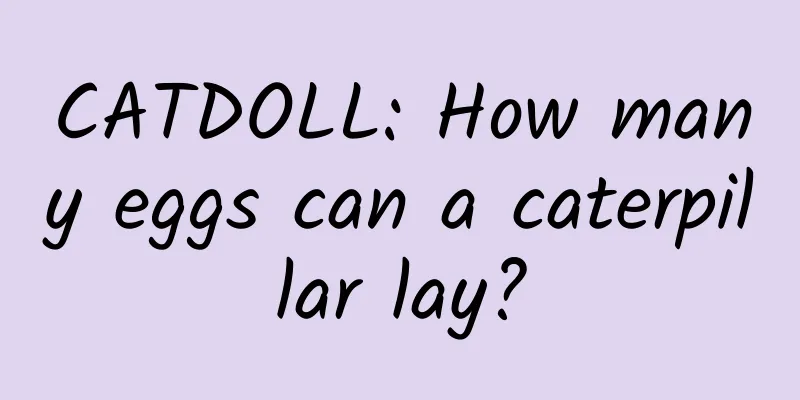 CATDOLL: How many eggs can a caterpillar lay?
