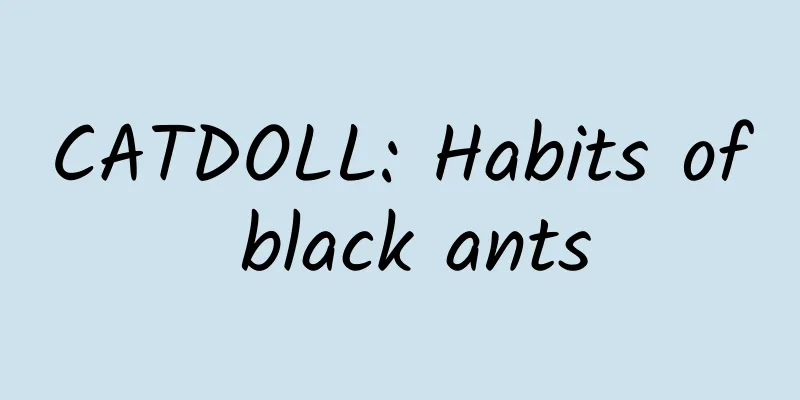 CATDOLL: Habits of black ants