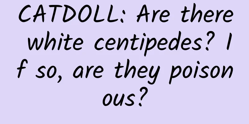 CATDOLL: Are there white centipedes? If so, are they poisonous?