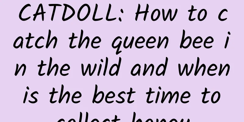 CATDOLL: How to catch the queen bee in the wild and when is the best time to collect honey
