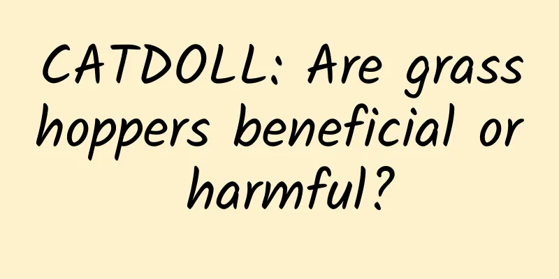 CATDOLL: Are grasshoppers beneficial or harmful?