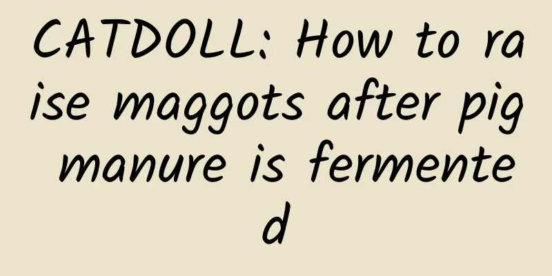 CATDOLL: How to raise maggots after pig manure is fermented