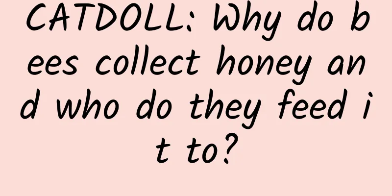 CATDOLL: Why do bees collect honey and who do they feed it to?