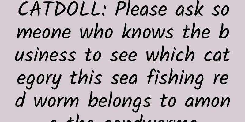 CATDOLL: Please ask someone who knows the business to see which category this sea fishing red worm belongs to among the sandworms