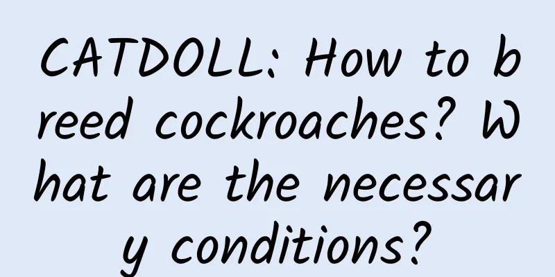 CATDOLL: How to breed cockroaches? What are the necessary conditions?